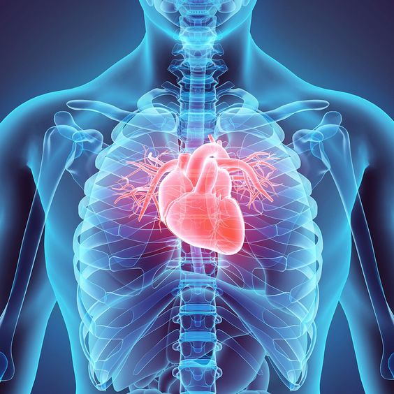 Saúde Cardiovascular - Oeste Farma